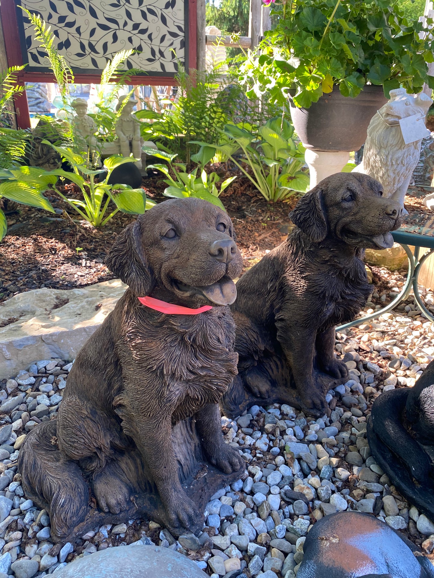 Chocolate Lab