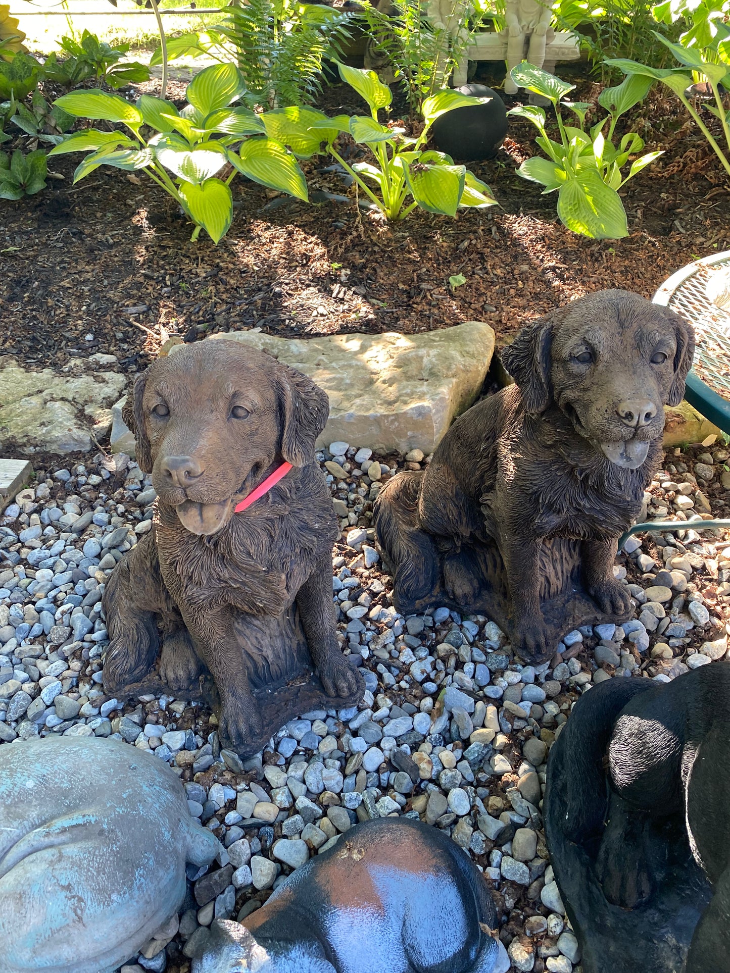 Chocolate Lab