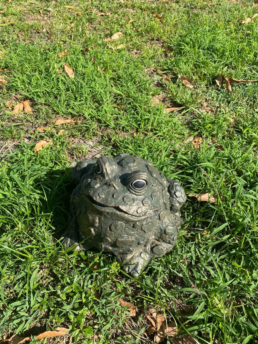 Large Frog - CBSD