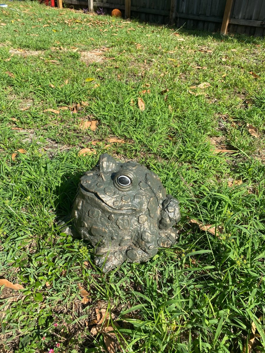 Large Frog - CBSD