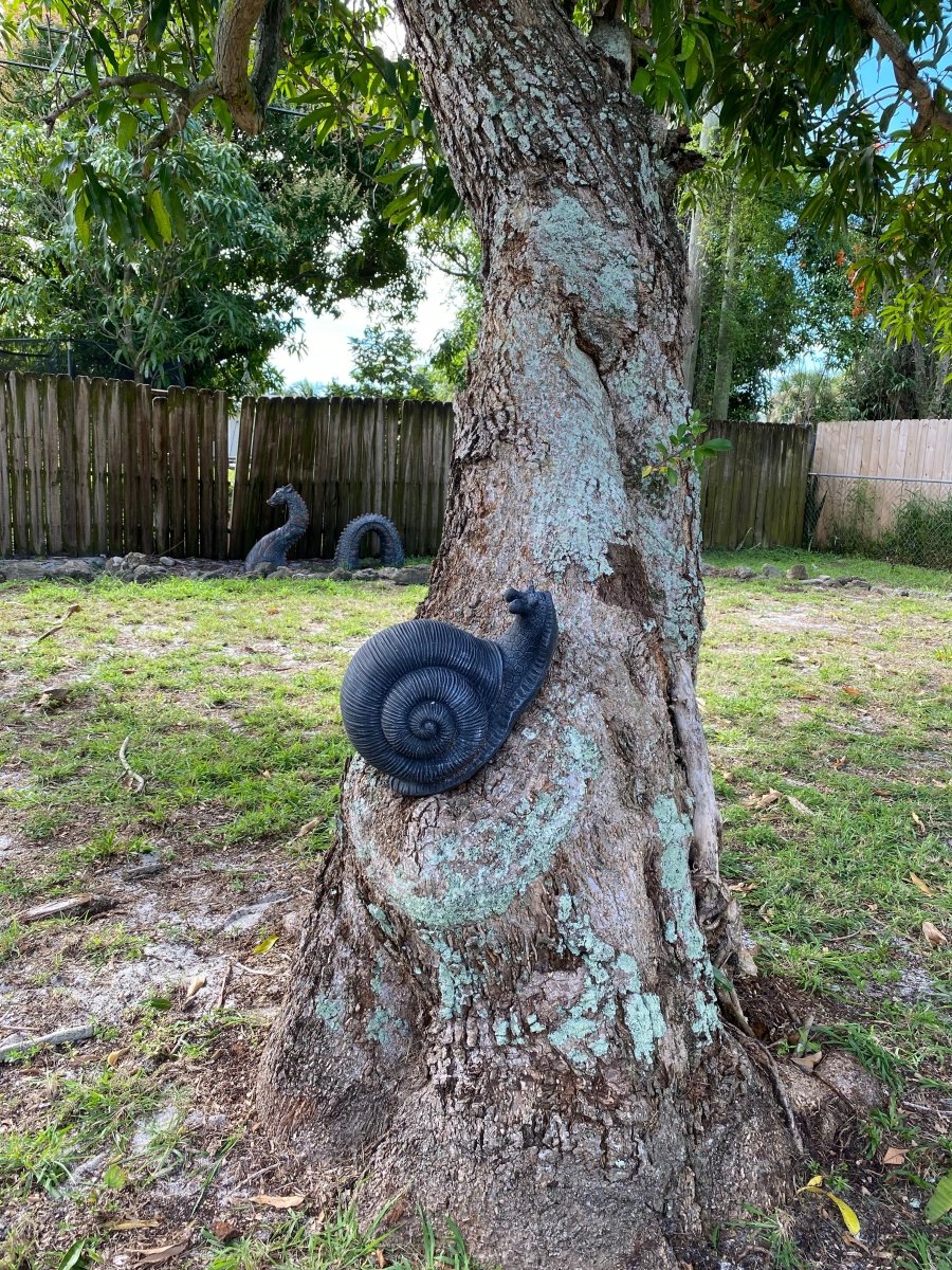 Snail - CBSD