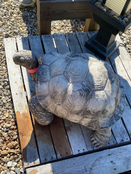 Large Walking Tortoise - CBSD