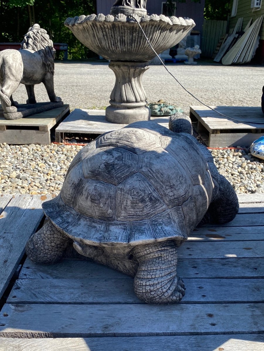 Large Walking Tortoise - CBSD