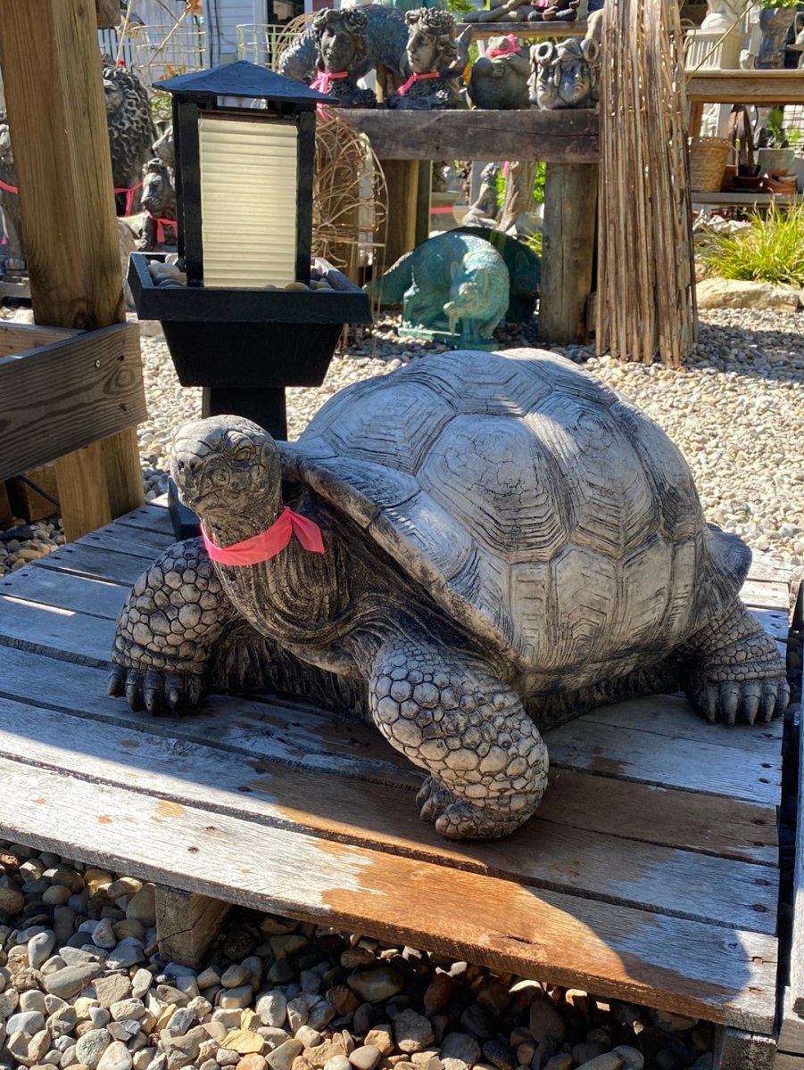 Large Walking Tortoise - CBSD