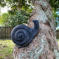 Snail - CBSD