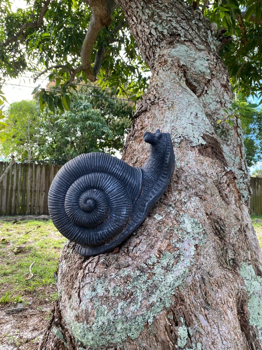 Snail - CBSD