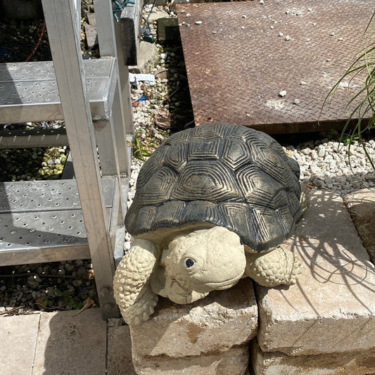 Tortoise Statue - CBSD
