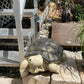 Tortoise Statue - CBSD