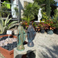 Virgin Mary Statue - CBSD